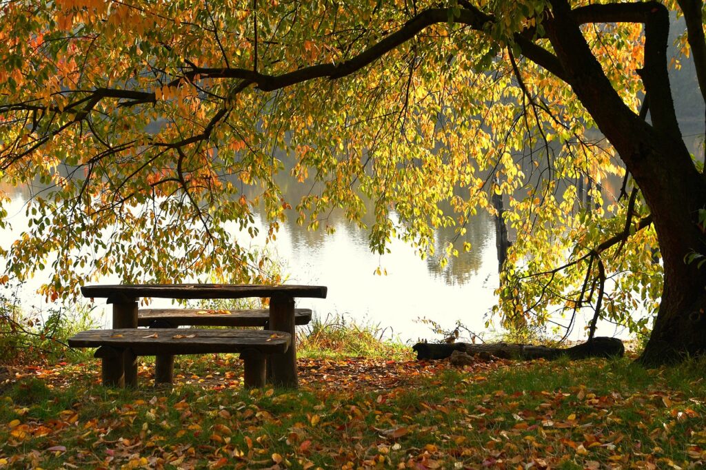 lake, bench, autumn-4572943.jpg